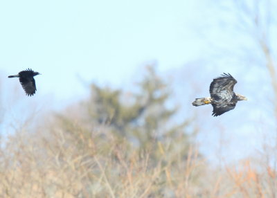 Bald Eagle, subadult being chased by crows