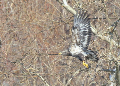 Bald Eagle, subadult landing on perch; note leg band