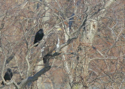 Bald Eagle, subadult perched