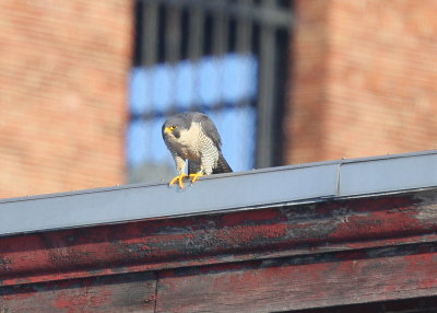 Peregrine Falcon, adult female; V/5 leg band