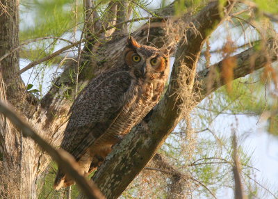 Great Horned Owl in the shade