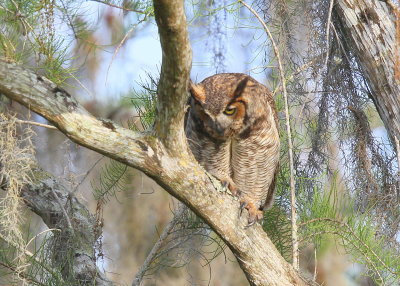 Great Horned Owl ready to pounce!