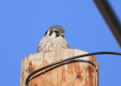 American Kestrel, female perched late afternoon light