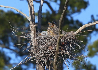 Great Horned Owl and owlet