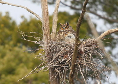 Great Horned Owl and owlet