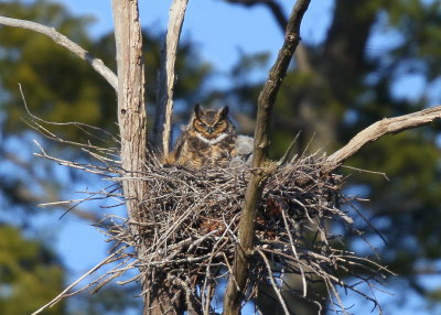 Great Horned Owl and owlet