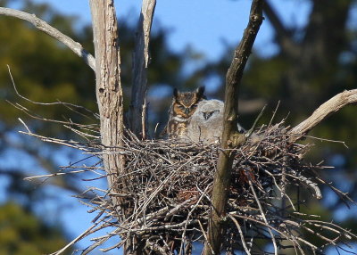 Great Horned Owl and owlet