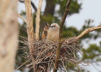 Great Horned Owl and owlet