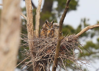 Great Horned Owl and owlet