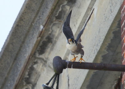 Peregrine Falcons