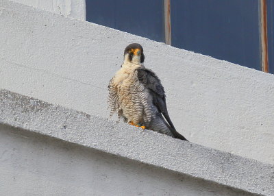 Peregrine Falcon, adult  male (left leg band 6/4)
