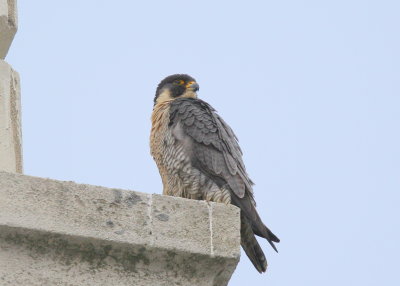 Peregrine Falcon, adult  male