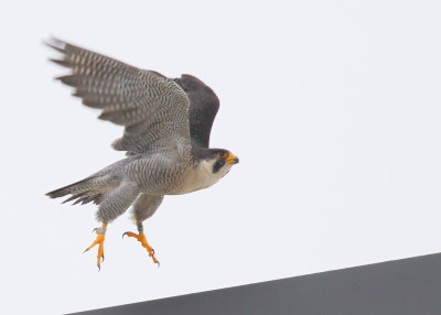 Peregrine Falcon, adult  male (left leg band 6/4)