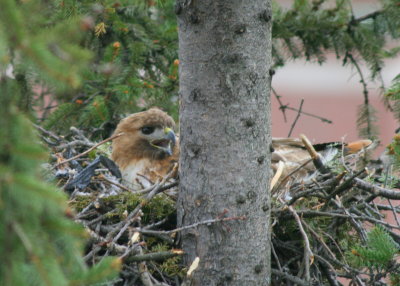 Red-tailed Hawk, female on nest