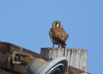 American Kestrel, female