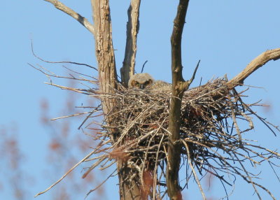 Great Horned owlet