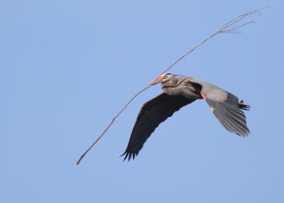 Great Blue Heron returning to nest with stick for mate