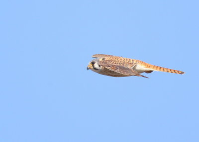 American Kestrel female in flight