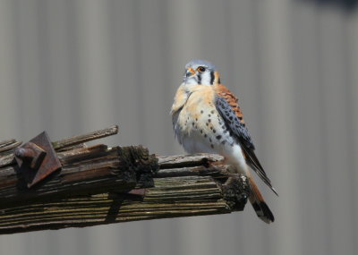 American Kestrel, male perched nearby nest hole