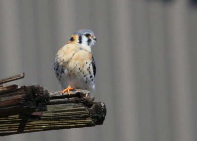 American Kestrel, male perched nearby nest hole