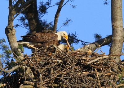 Bald Eagle nest, fish in bill