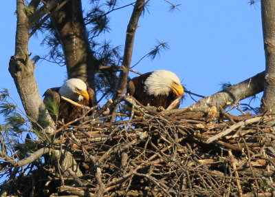 Bald Eagle nest, fish in bill