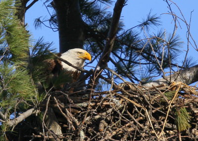 Bald Eagle nest with chick forward of adult!
