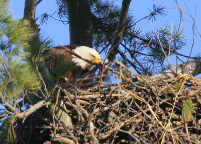 Bald Eagle nest with head and neck of chick facing adult