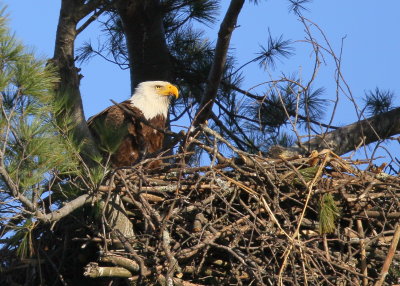 Bald Eagle nest with chick facing forward right side of nest!