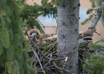 Red-tailed Hawk, female on nest