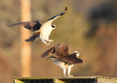 Osprey pair attempting to copulate in windy conditions!