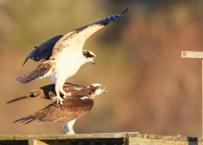 Osprey pair attempting to copulate in windy conditions!