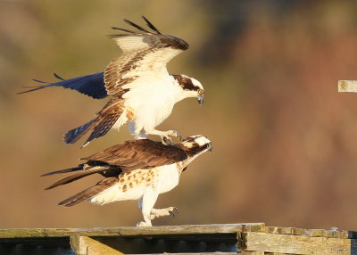 Osprey pair attempting to copulate in windy conditions!