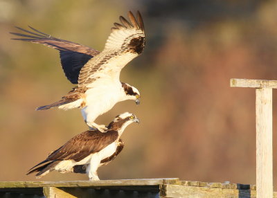 Osprey pair attempting to copulate in windy conditions!