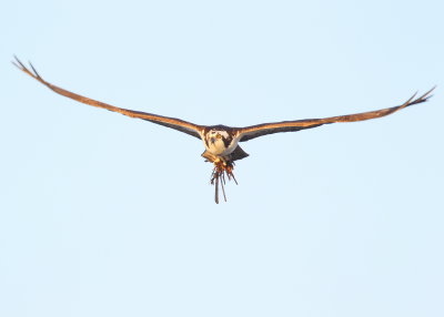 Osprey in flight mode