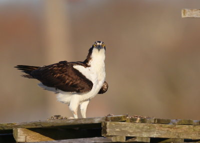 Osprey checking things out!