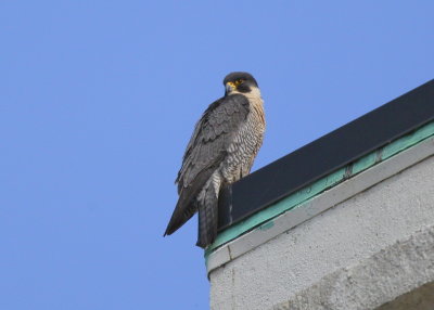 Peregrine Falcon, adult male