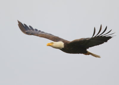 Bald eagle in flight