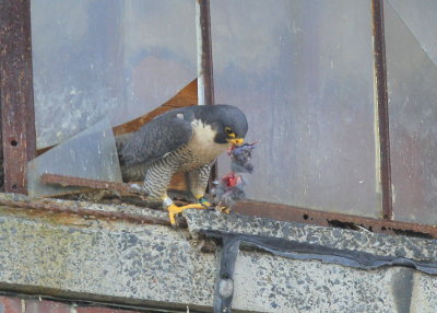Peregrine Falcon, female with V/5 left leg band