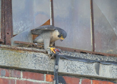 Peregrine Falcon, female with V/5 left leg band