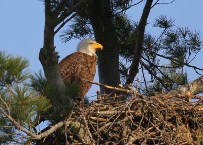 Bald Eagle, adult in nest