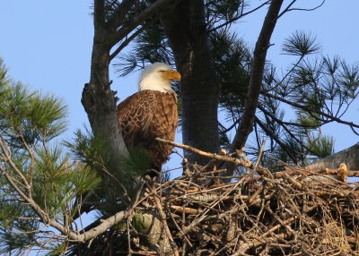 Bald Eagle, adult in nest
