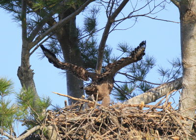 Bald Eagle chick flapping wings; getting ready to fledge