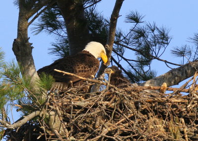 Bald Eagle nest; adult and eaglet
