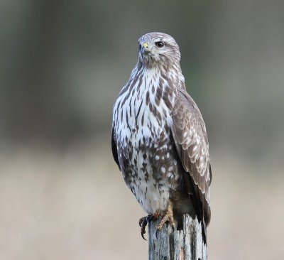 Buizerd - Common Buzzard