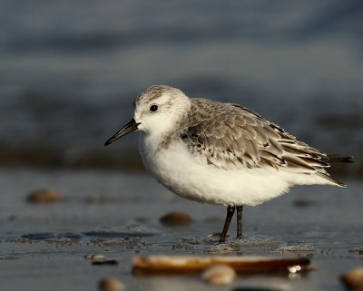 Drieteenstrandloper - Sanderling