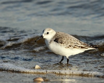 Drieteenstrandloper - Sanderling