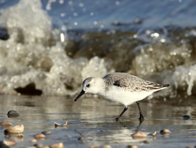 Drieteenstrandloper - Sanderling