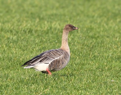 Kleine Rietgans - Pink-footed Goose