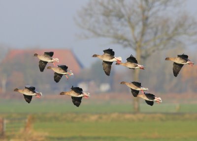 Kleine Rietganzen - Pink-footed Geese